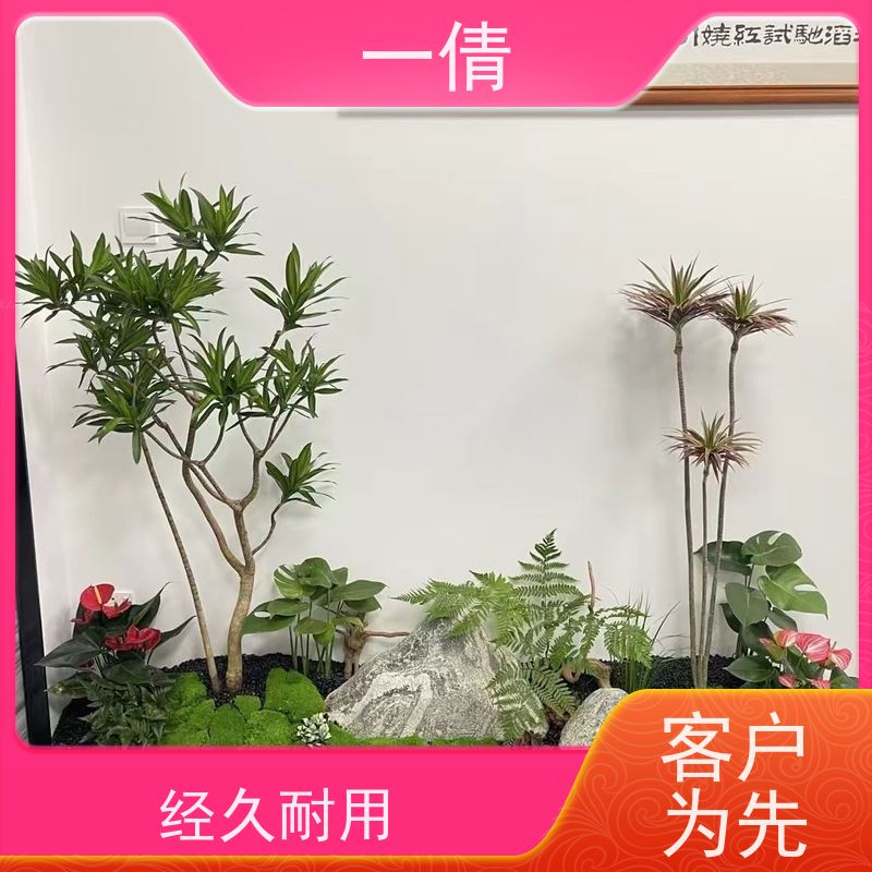 一倩花卉 前台 三层幸福树 绿植租摆 种类繁多 规格齐全
