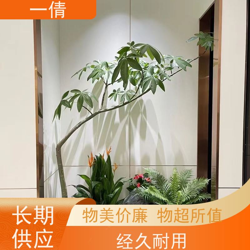 一倩花卉 办公室 三杆发财树 绿植出售 种类繁多 规格齐全