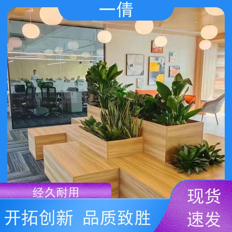 一倩花卉 室内 多枝巴西木 室内植物出租 种类繁多 规格齐全