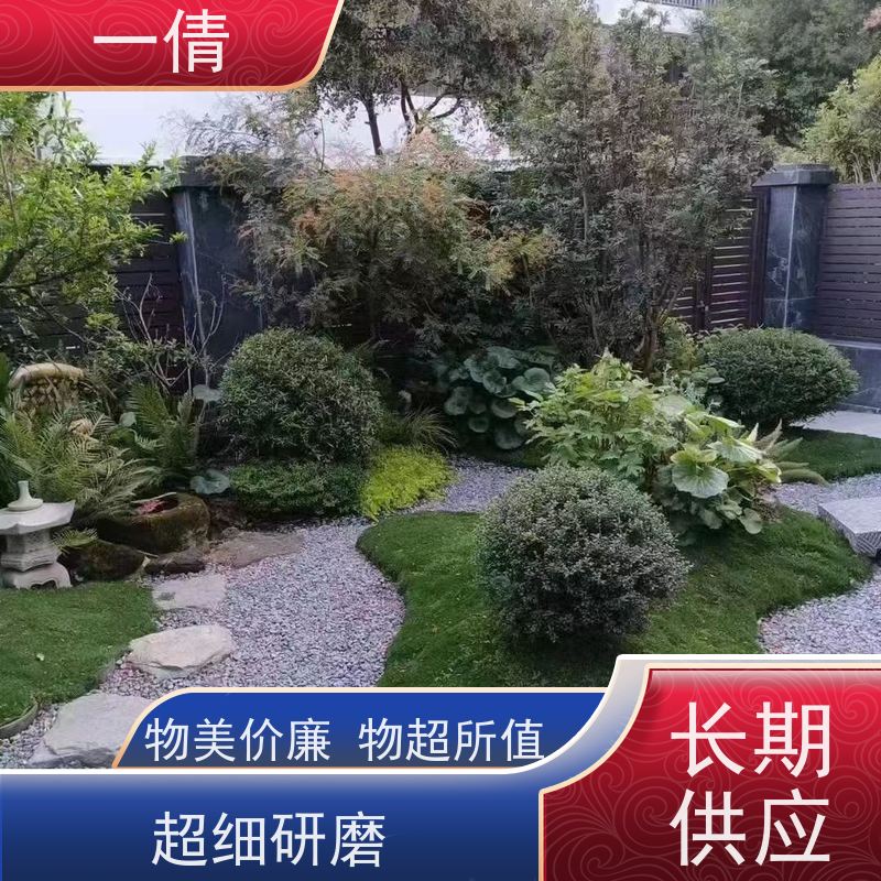 一倩花卉 办公室 平安树 绿植出售 全城配送 上门养护