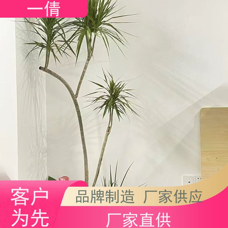 一倩花卉 办公室 碧玉 室内植物出租 全城配送 上门养护