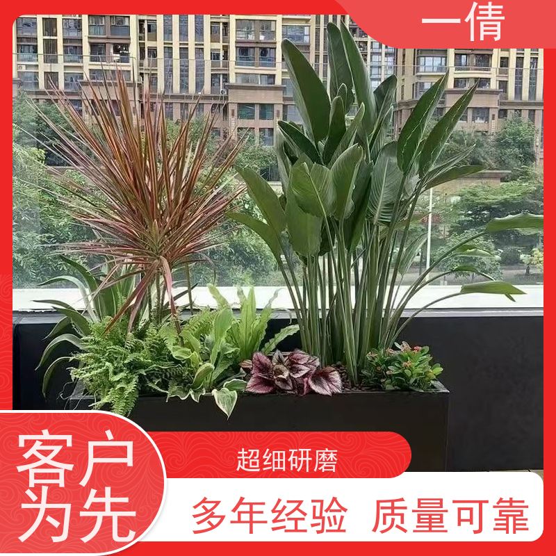 一倩花卉 室内 碧玉 室内植物出租 种类繁多 规格齐全