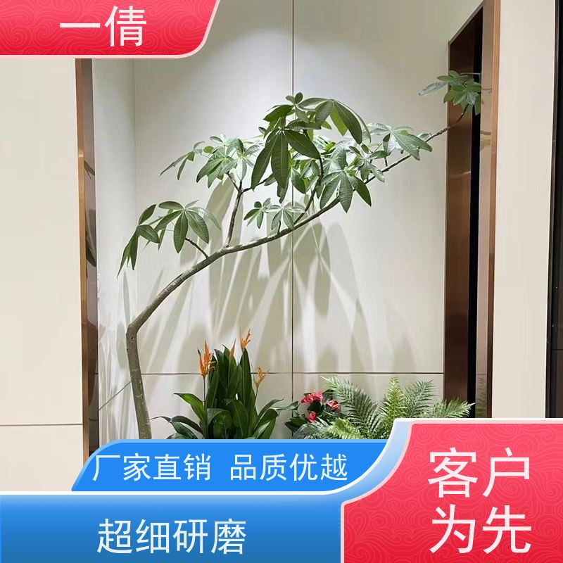 一倩花卉 前台 平安树 绿植出售 全城配送 上门养护