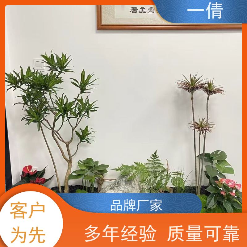 一倩花卉 办公室 鸭脚木 绿植租摆 种类繁多 规格齐全