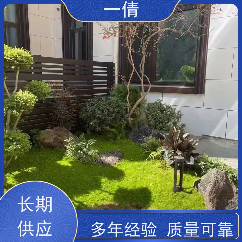 一倩花卉 深圳 多枝巴西木 室内植物出租 净化空气