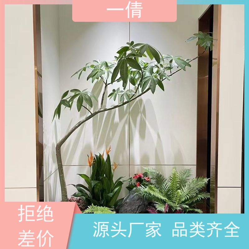 一倩花卉 室内 单杆发财树 绿植租摆 桌面绿植 花木护理