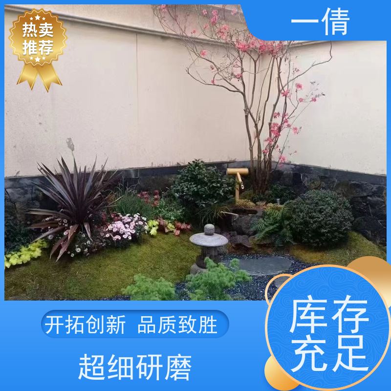 一倩花卉 深圳 单杆发财树 绿植出售 种类繁多 规格齐全