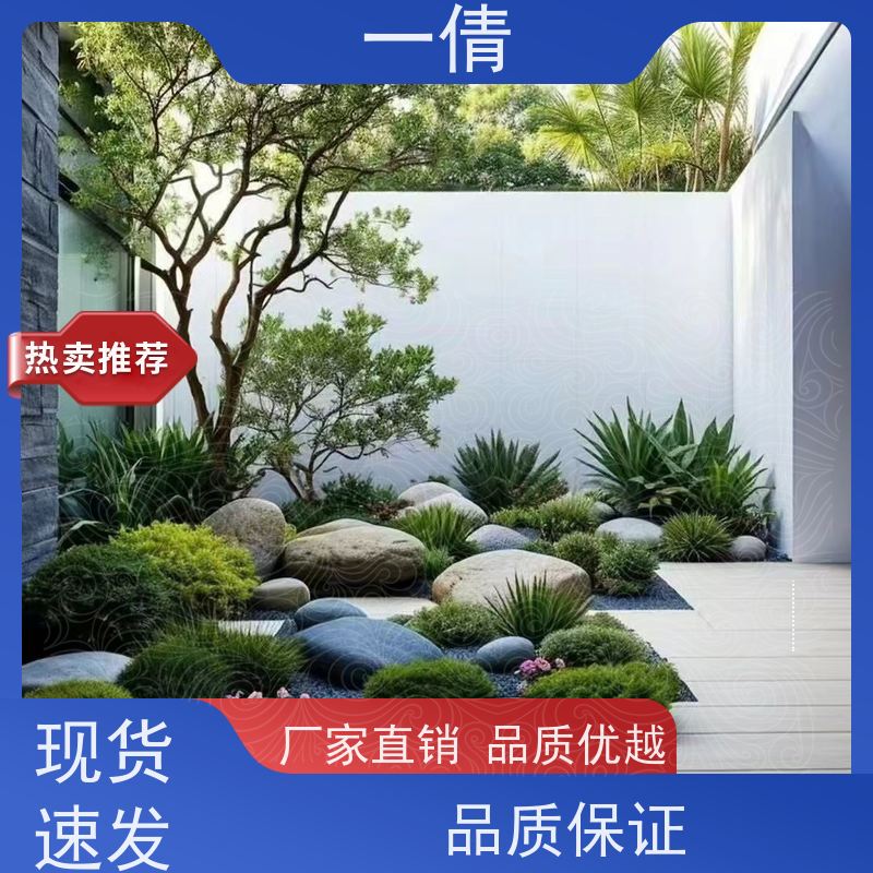 一倩花卉 深圳 金钱树 绿植租赁 种类繁多 规格齐全