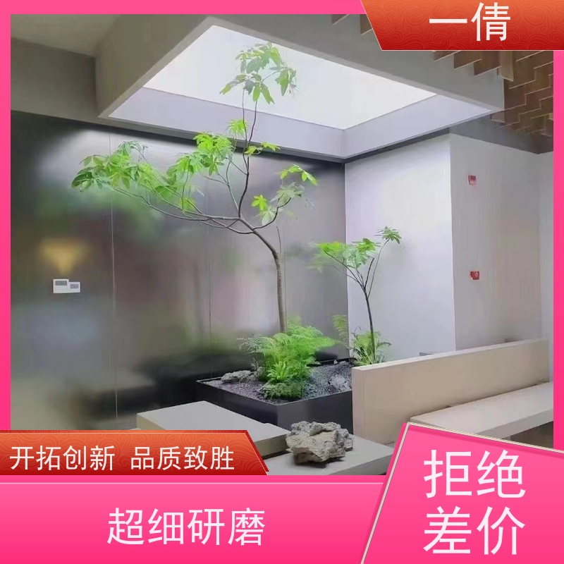 一倩花卉 办公室 三杆发财树 室内植物出租 全城配送 上门养护