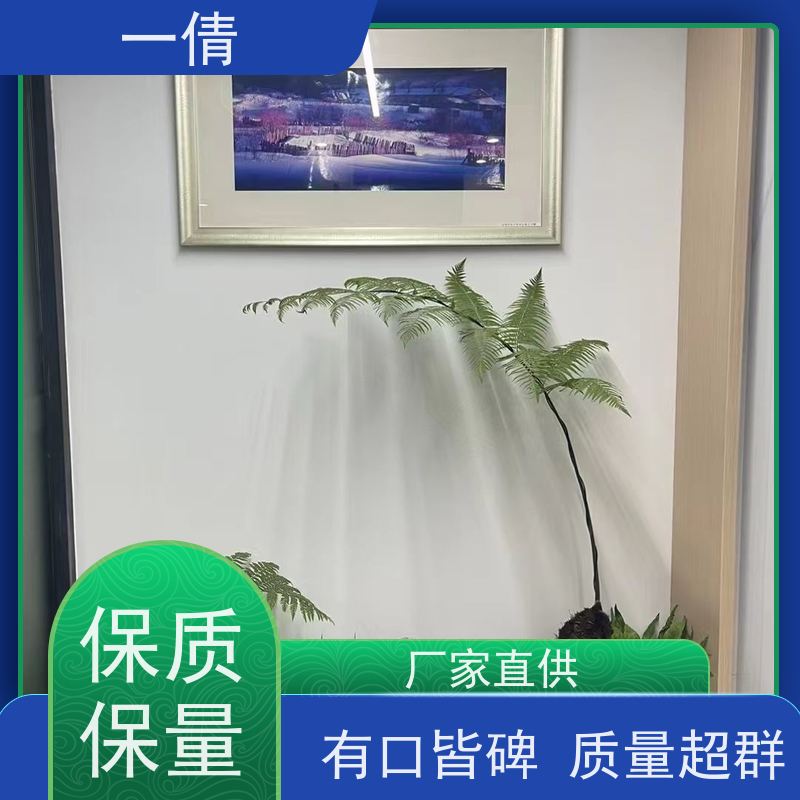 一倩花卉 深圳 鸭脚木 开业花篮租赁 桌面绿植 花木护理