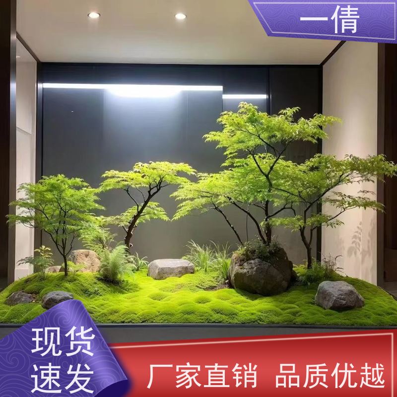 一倩花卉 前台 三杆发财树 绿植租摆 全城配送 上门养护