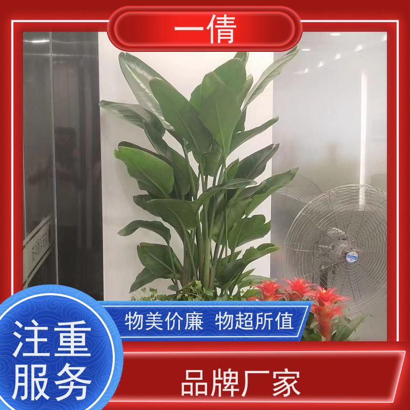一倩花卉 室内 三杆发财树 开业花篮租赁 净化空气