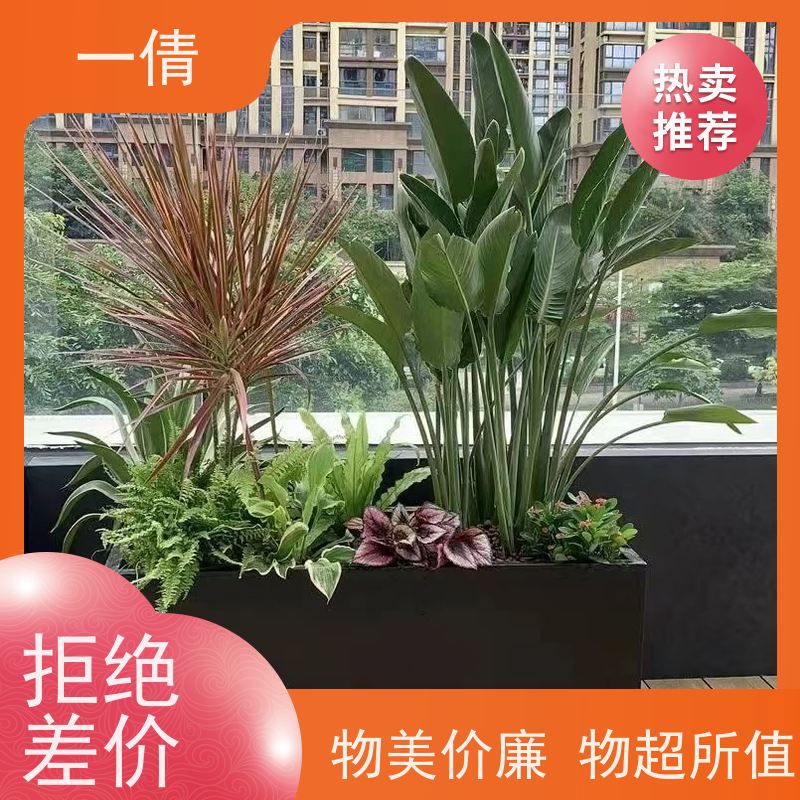 一倩花卉 深圳 金钱树 开业花篮租赁 桌面绿植 花木护理