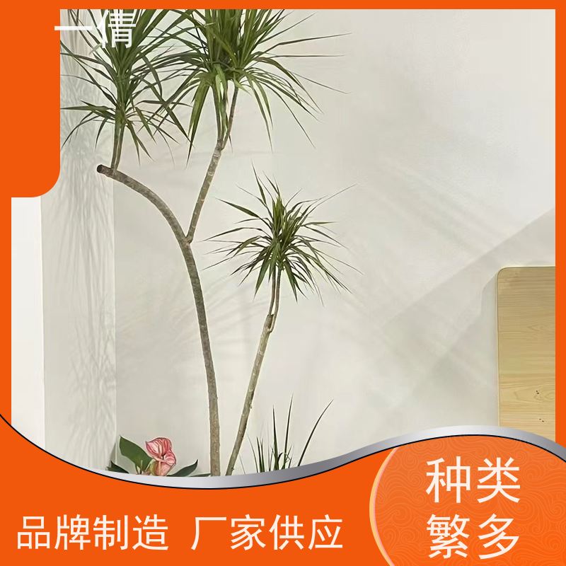 一倩花卉 前台 富贵竹 绿植出售 种类繁多 规格齐全
