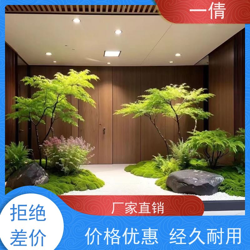 一倩花卉 前台 单杆幸福树 室内植物出租 净化空气