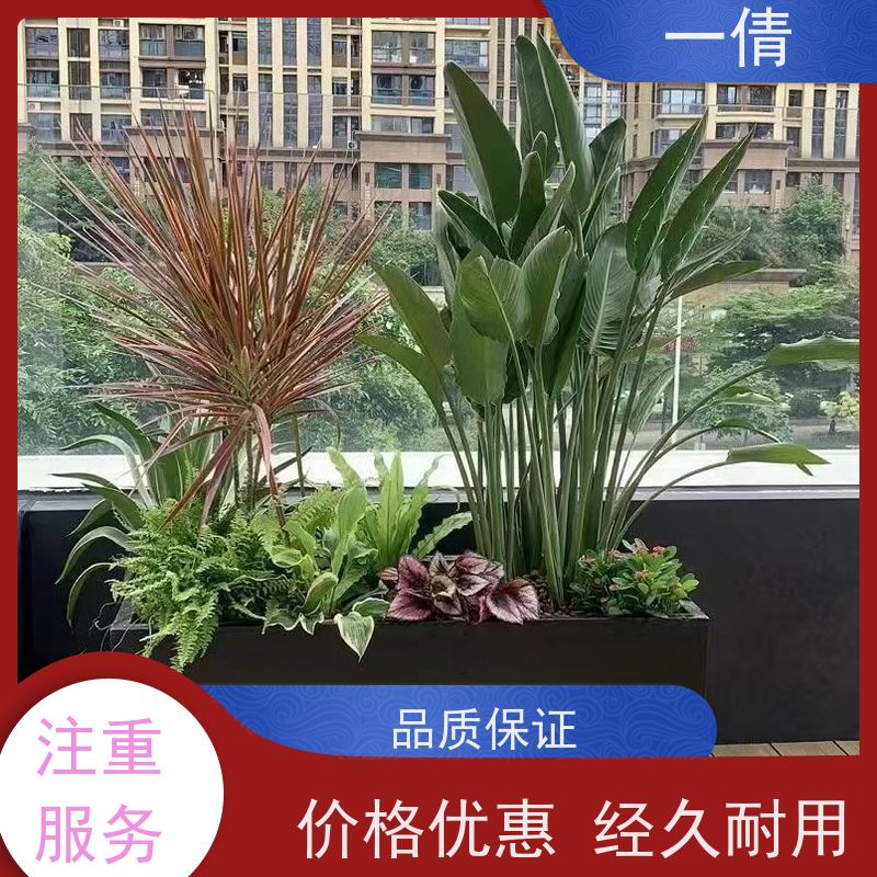 一倩花卉 前台 富贵籽 绿植租赁 种类繁多 规格齐全