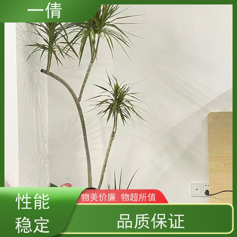 一倩花卉 室内 百合竹 花卉租赁 种类繁多 规格齐全