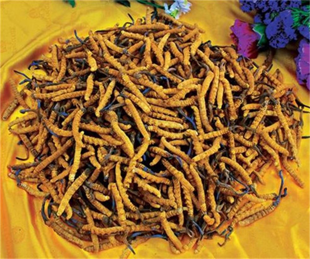 寮步 回收礼盒装冬虫夏草  冬虫夏草收购 多少钱一克  高价回收