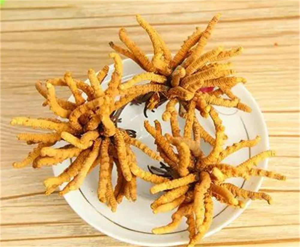 三乡 回收散装虫草  冬虫夏草收购 公司  现场结算