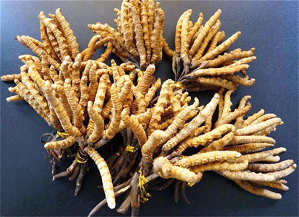 郁南 收购散装虫草  冬虫夏草收购 价格  正规经营