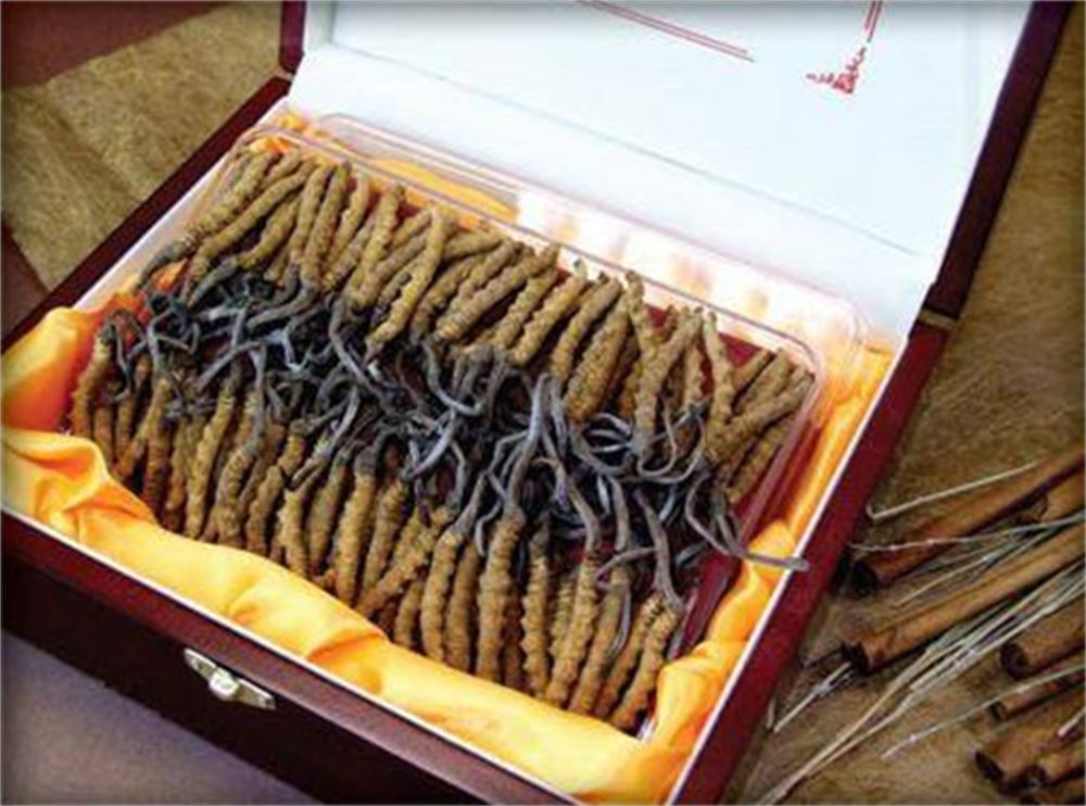 三水 回收虫草  冬虫夏草回收 联系方式  免费估价