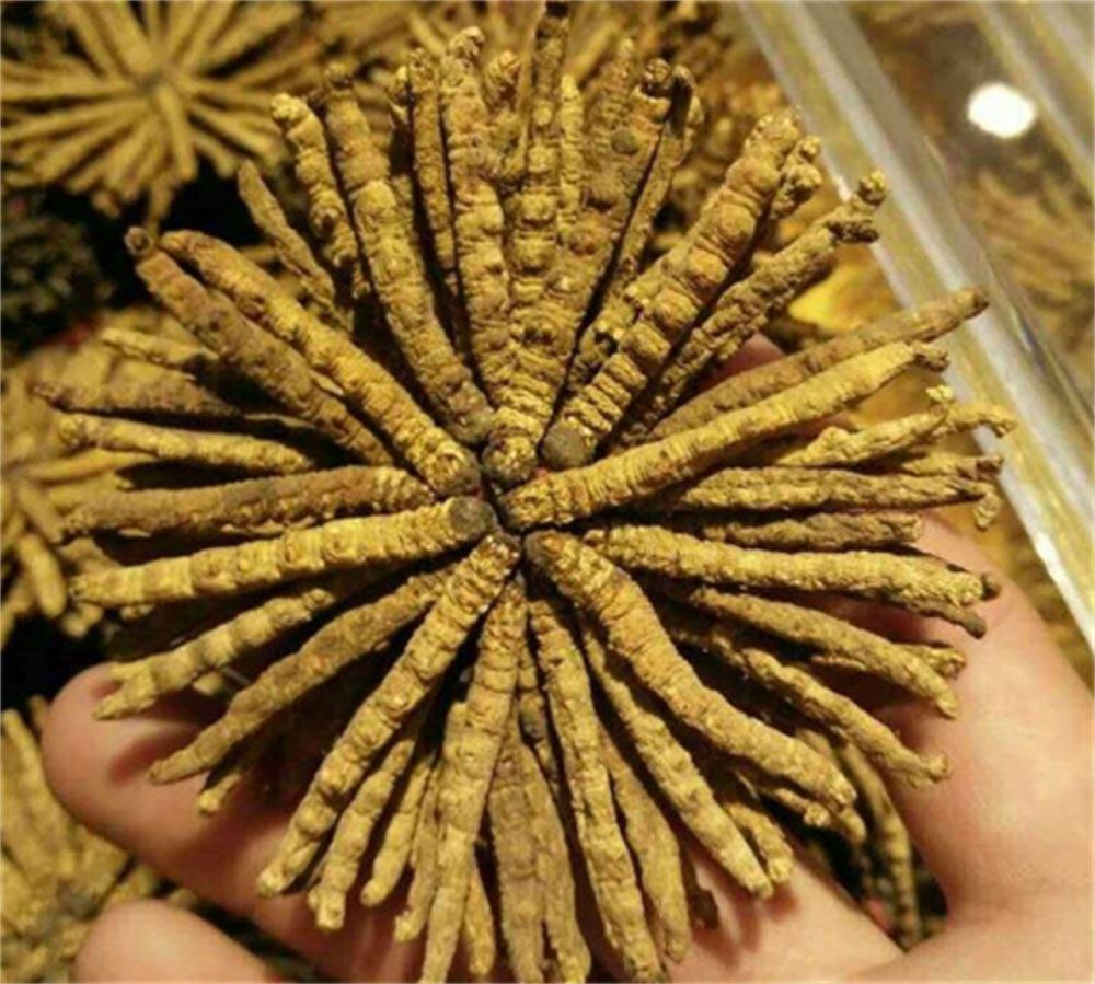 南沙 收购冬虫夏草  冬虫夏草收购 商家  随叫随到