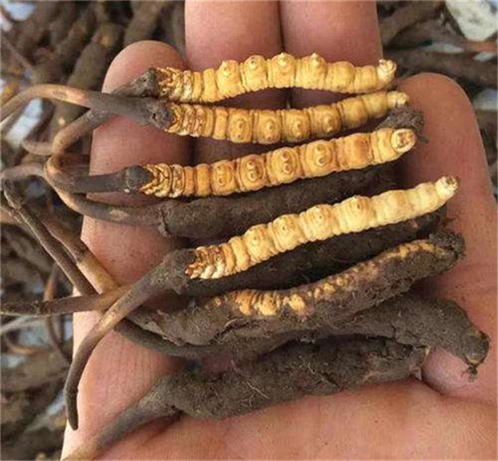 顺德 回收同仁堂虫草  冬虫夏草收购 电话  高价回收