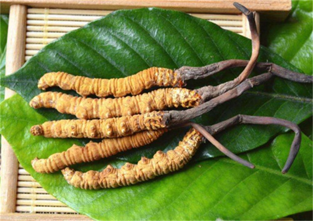 洪梅 回收冬虫夏草礼品  冬虫夏草收购 联系  长期合作