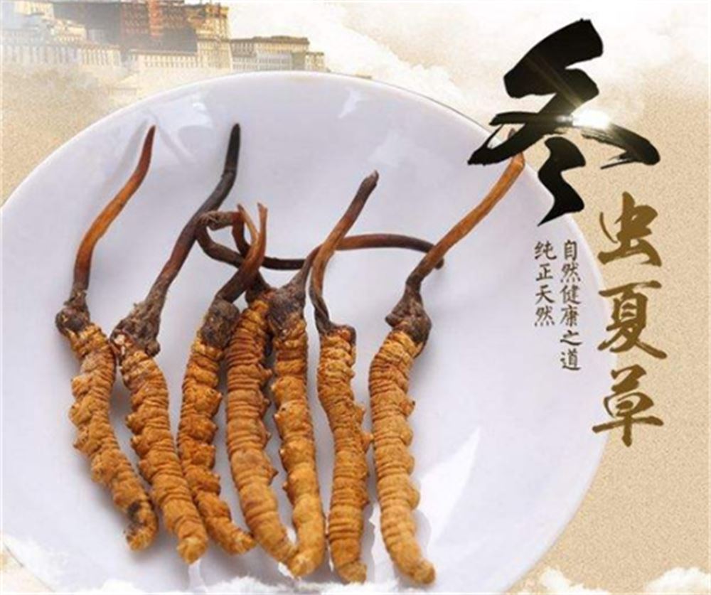 珠海 回收虫草礼品  冬虫夏草回收 商家  正规经营