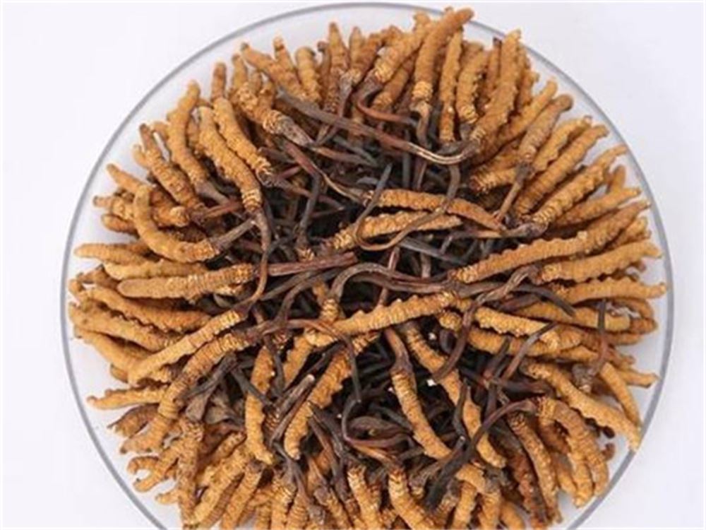 开平 收购散装虫草  虫草回收 电话  现场结算