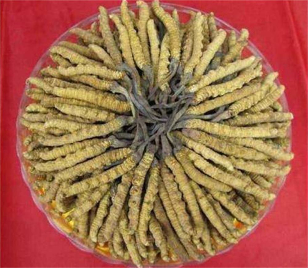 顺德 收购散装虫草  虫草回收 怎么联系  正规经营