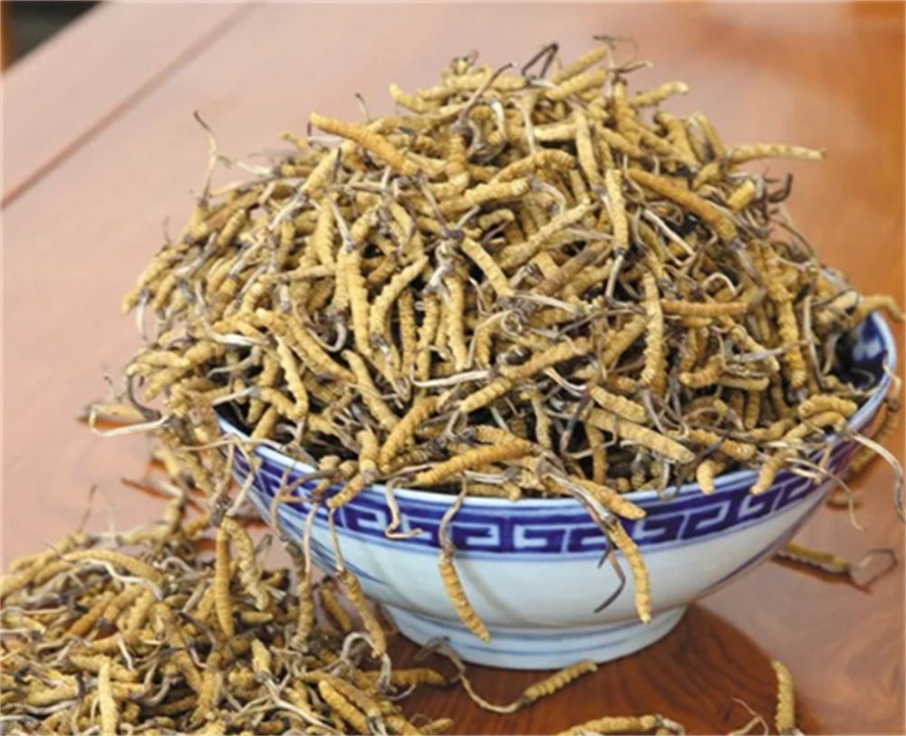 寮步 回收冬虫夏草  虫草回收 正规门店  诚信经营