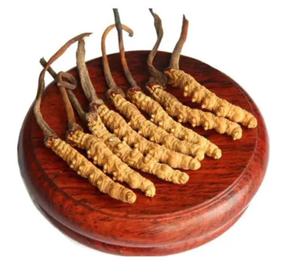 珠海 收购虫草  冬虫夏草收购 联系  诚信经营