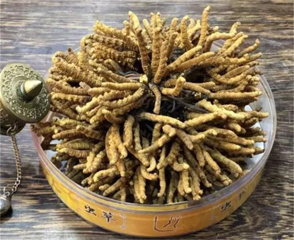 大朗 回收冬虫夏草  冬虫夏草回收 联系  现场结算