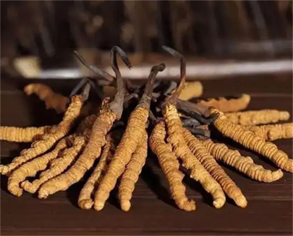 怀集 回收断条冬虫夏草  冬虫夏草回收 行情  正规经营