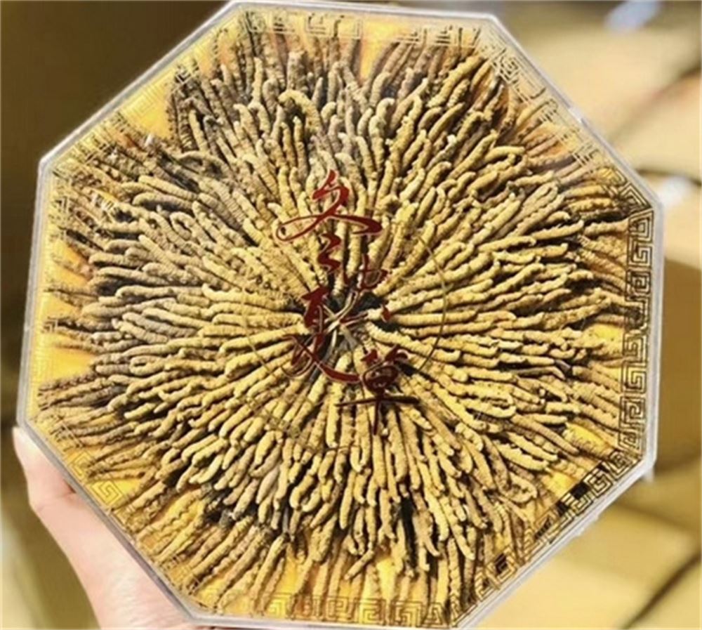 沙溪 回收礼盒装冬虫夏草 冬虫夏草收购 行情 随叫随到