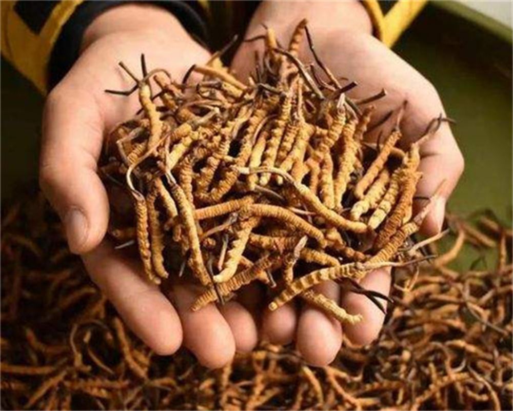 厚街 回收虫草礼品  虫草回收 商行  高价回收