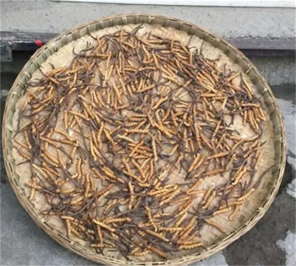 肇庆 礼盒装虫草回收  冬虫夏草收购 行情  现场结算