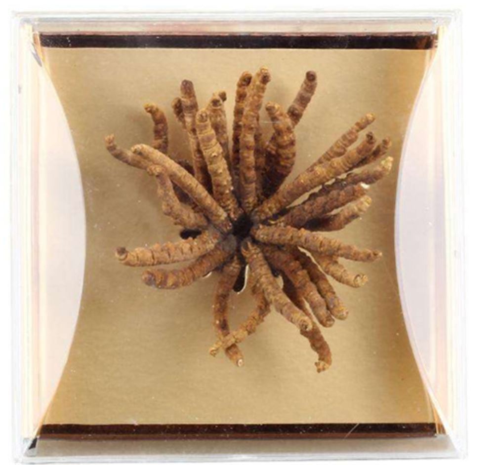 罗定 哪里回收虫草 虫草回收 联系 正规经营