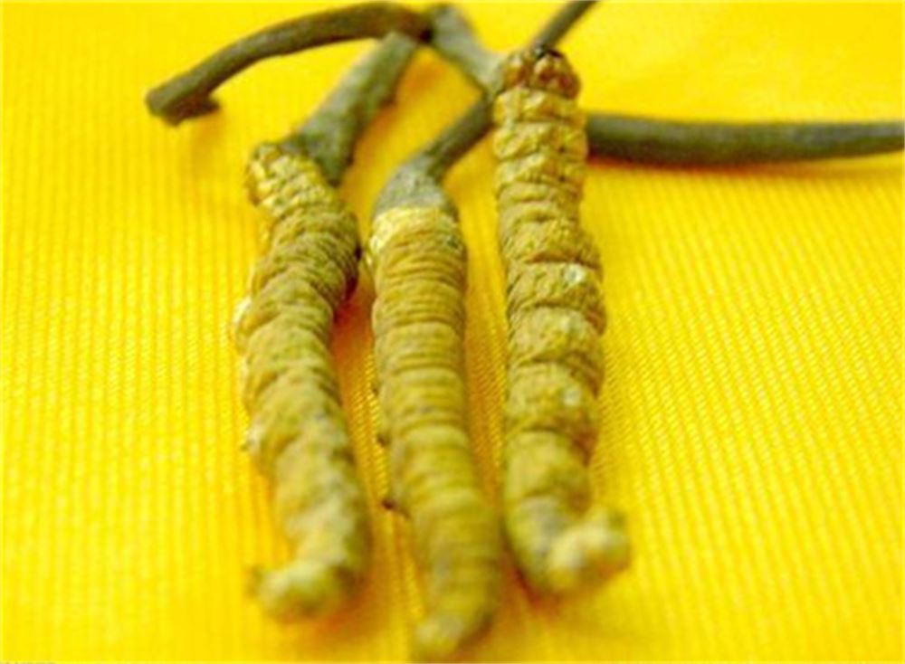 企石 礼盒装虫草回收  虫草回收 公司  随叫随到