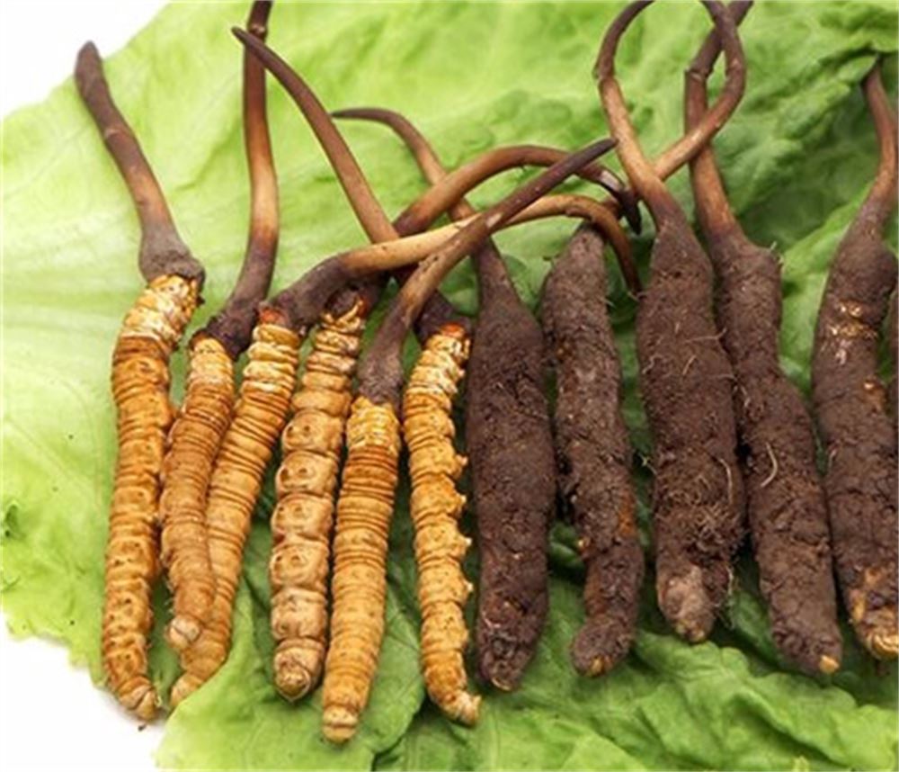 横栏 回收冬虫夏草礼品 冬虫夏草收购 正规门店 高价回收