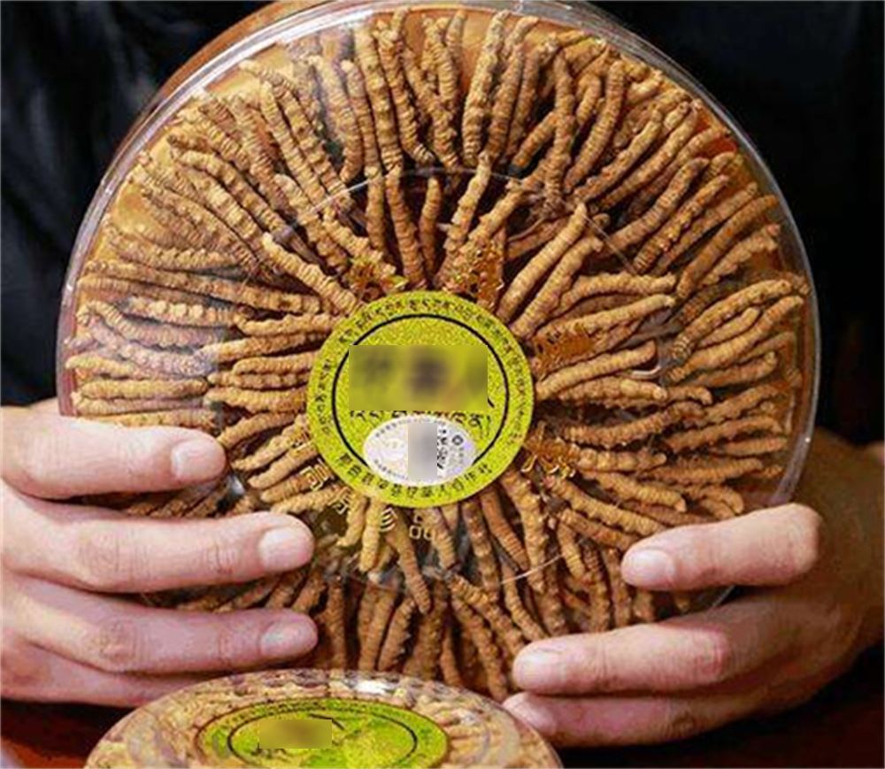 郁南 收购冬虫夏草 冬虫夏草收购 商行 现场结算