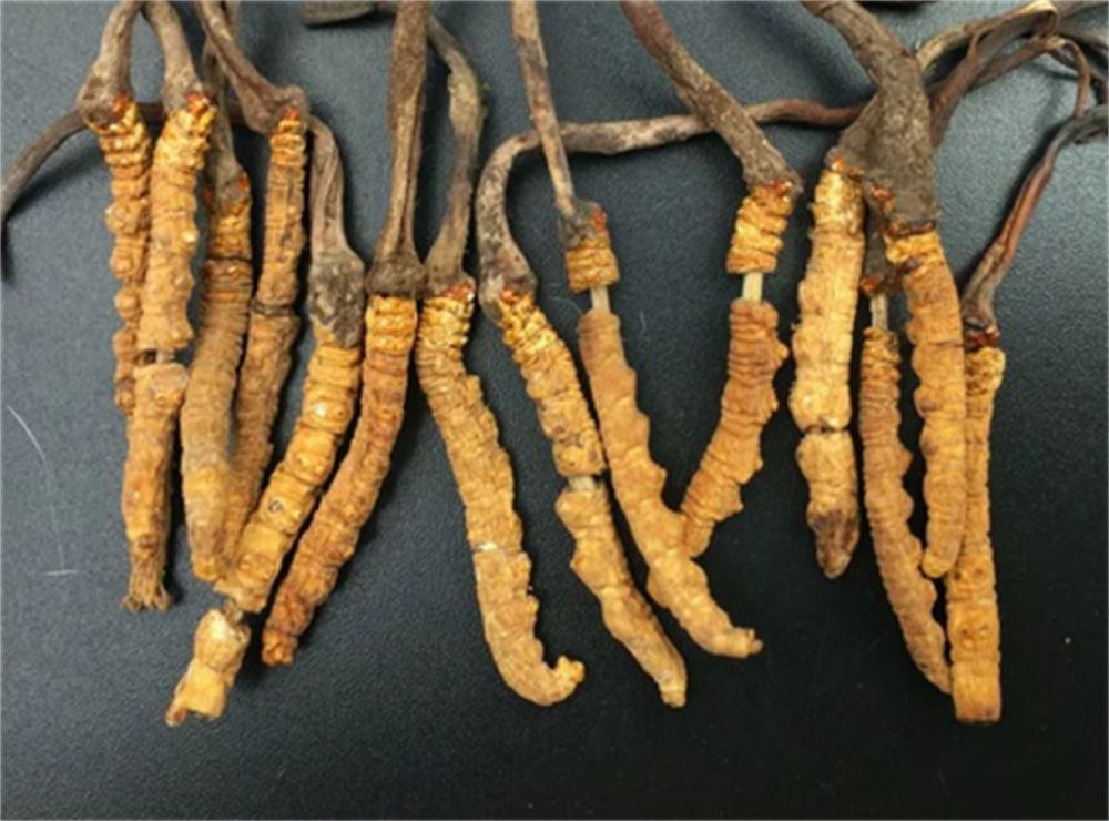 厚街 收购冬虫夏草 冬虫夏草收购 价格 正规经营