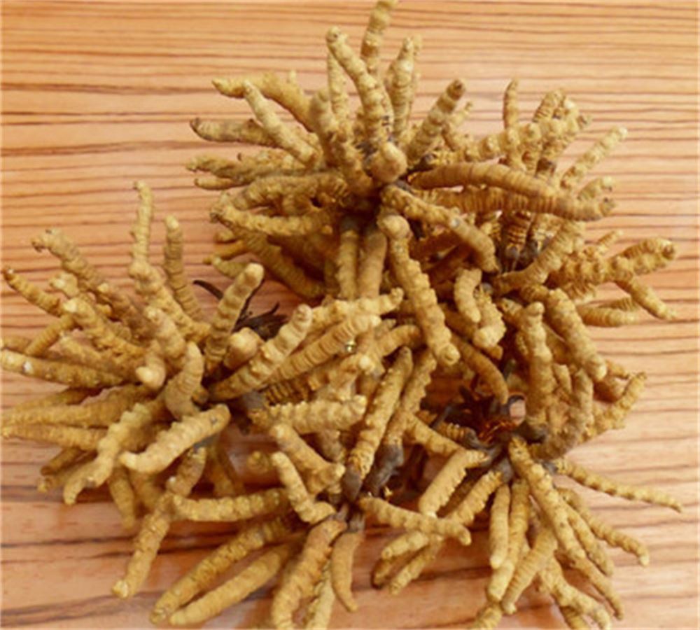 石歧 回收断条冬虫夏草 冬虫夏草收购 商家电话 长期合作