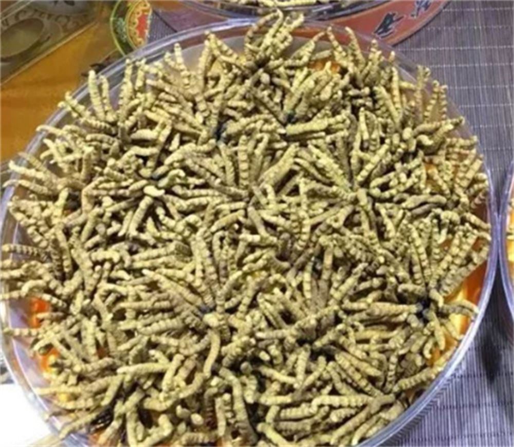 东升 收购虫草 冬虫夏草回收 价格评估 现场结算