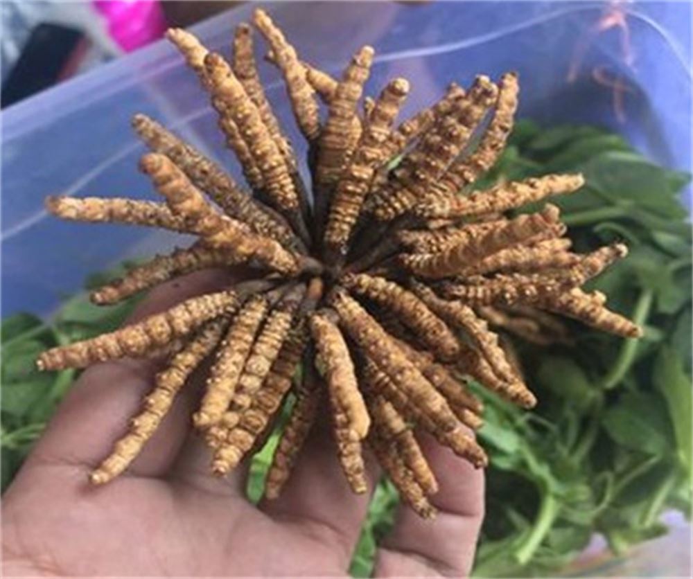 惠阳 收购散装虫草  冬虫夏草收购 正规门店  正规经营