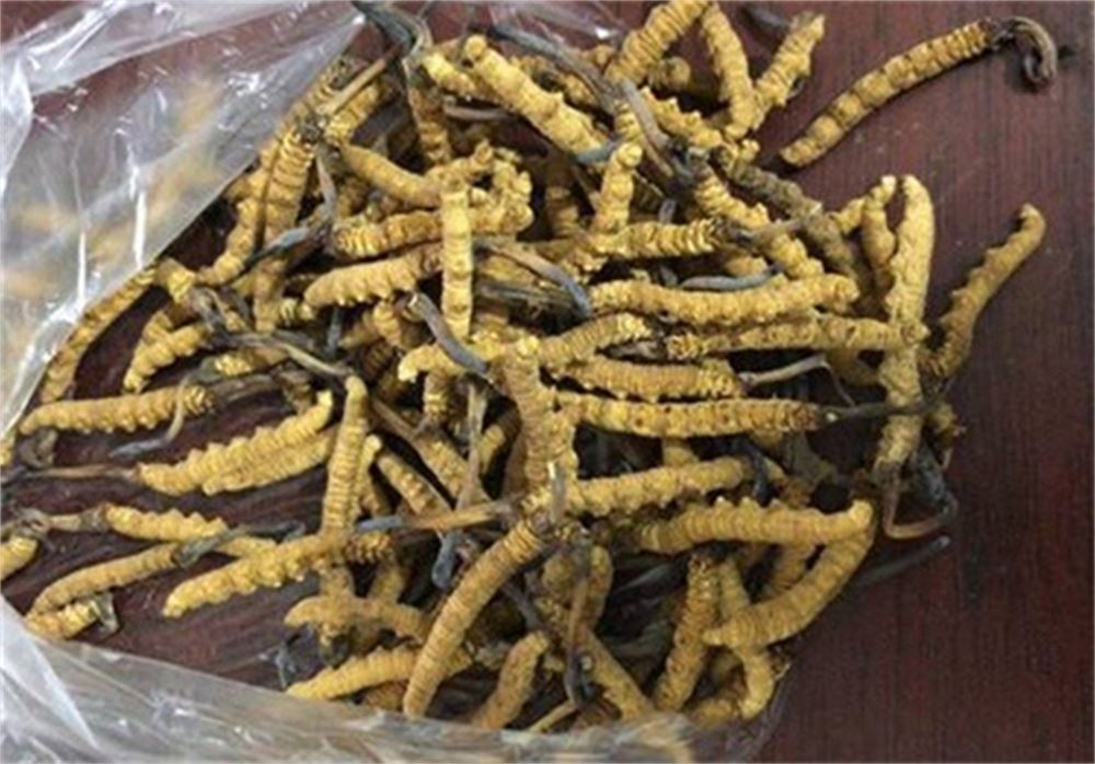 江门 回收虫草  冬虫夏草回收 多少钱一克  正规经营