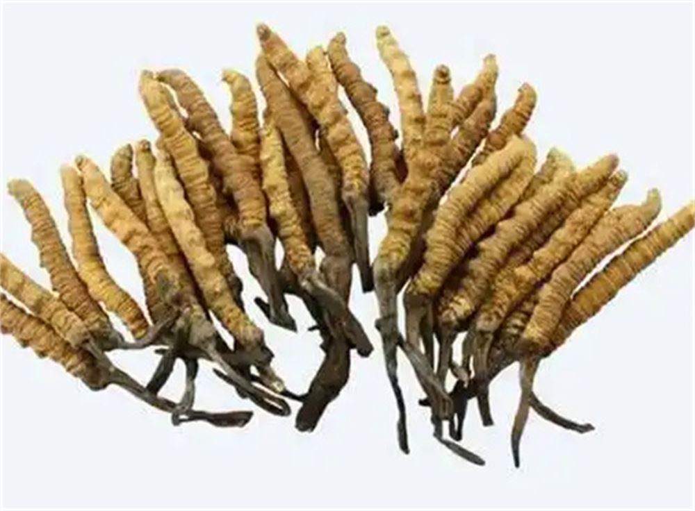 中山 收购散装虫草  冬虫夏草收购 公司  诚信经营