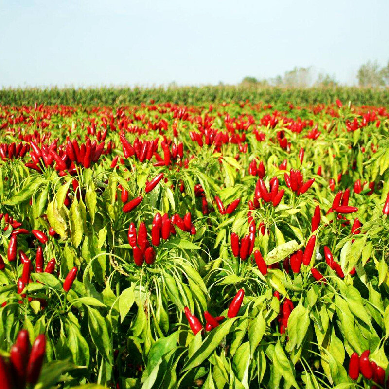 行业揭秘:绝味鸭脖福建辣椒王香辣耐煮福建辣椒王辣度高 
