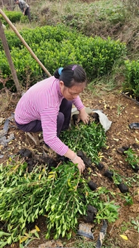福建水栀子苗水栀子扦插苗江西一农业科研单位今天采购8000株